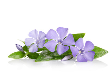 Beautiful blue flowers periwinkle on white background