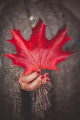 Female hand holding and showing red dry leaf as autumn symbol