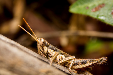 Grasshopper on nature leaves as background