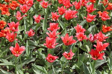 Fototapeta premium tulip
