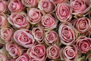 Fototapeta na wymiar pink wedding roses