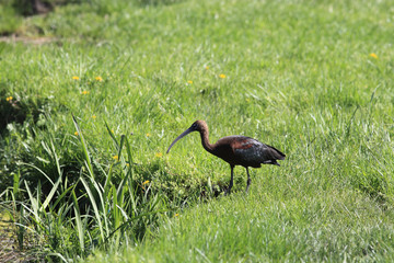 Beautiful plumage at Glossy Ibis ...