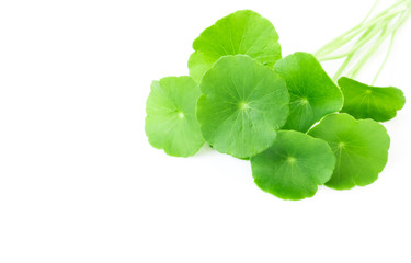 Gotu kola's leafs on white background