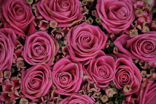 Mixed pink roses