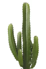 Papier Peint photo autocollant Cactus Cactus