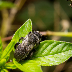 Bee on nature leaves as background. Close Up, Macro