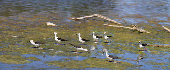 Beautiful plumage at Glossy Ibis ...