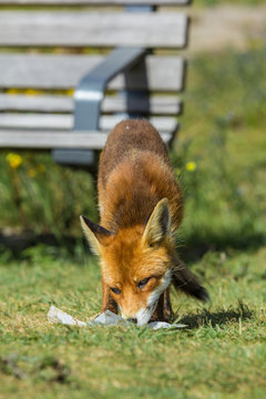 Hoek van Holland, the Netherlands - July 31, 2016: young red fox scavenging an ice cream wrapper