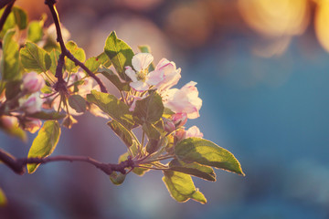 Blossom tree