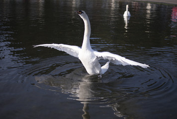 Swan on a lake 