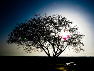 The Tree And The Beautiful Sun
