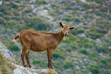 Goats on Zakynthos island, Greece