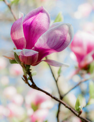 Magnolia flower on soft  background