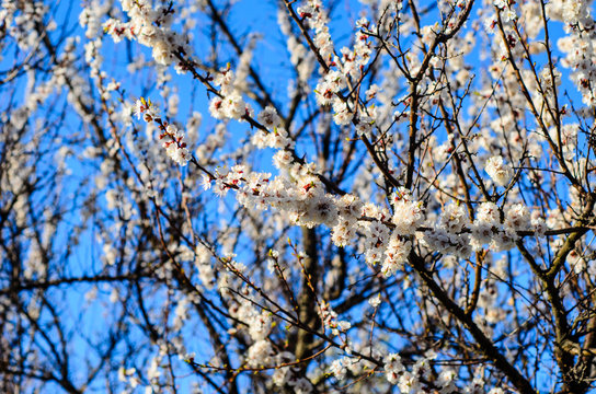 Branches of the blossoming apricot tree against blue sky