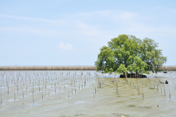 Tree on mud