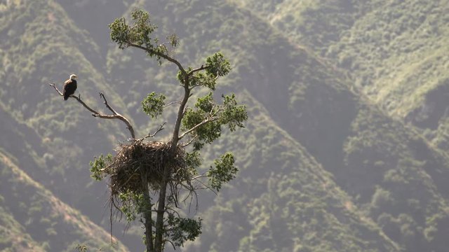 Bald Eagle resting by nest in Sang Gabriel National Monument California USA