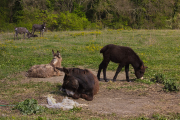Fototapeta premium Gruppo di asini liberi in natura