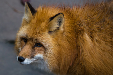Portrait of red Foxes. Fox is a beast of medium size with an elegant body on low legs, with elongated snout, pointed ears and a long bushy tail.