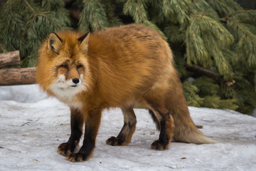 Red Fox in the snow.