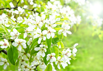 Fototapeta premium Cherry apple blossoms over nature background