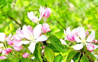 Fototapeta na wymiar Cherry apple blossoms over nature background