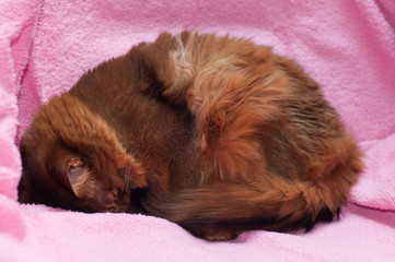 Obraz premium Somali cat ruddy color portrait