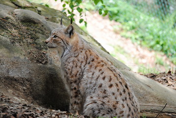 Lynx