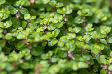 Mind-your-own-business (Soleirolia soleirolii) plant in flower. Leaves and tiny flowers of low, creeping, mat forming plant in the nettle family (Urticaceae)