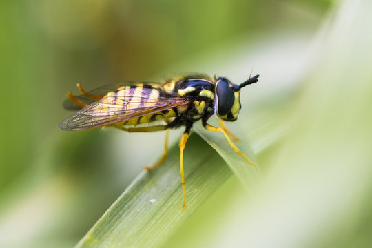 Chrysotoxum cautum hoverfly in profile. Large and boldly coloured wasp mimic in the family Syrphidae, at rest on grass