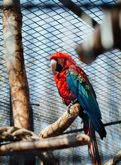 Red Macaw parrot sitting in his aviary in a dutch zoo