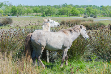 Obraz na płótnie Canvas Two white horses eating grass in the swamps, in Camargue, France 