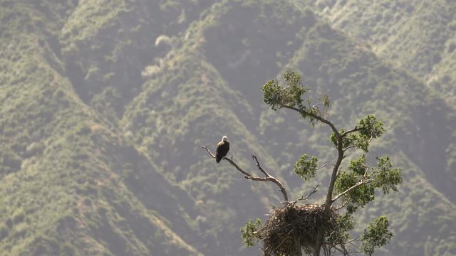 Bald Eagle resting by nest in Sang Gabriel National Monument California USA