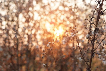 summer flower field at sunset nature background in vintage tone
