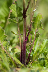 Beaked Hawk's-beard (Crepis vesicaria) purple base of stem. Hairy plant in the daisy family (Asteraceae) with hairy stems and yellow inflorescences