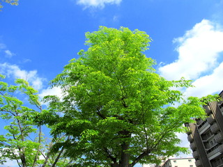 新緑の欅の街路樹
