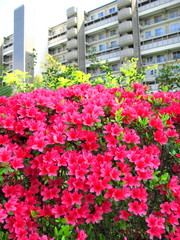 ツツジとマンション