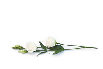 Weiße Rose auf weißem Hintergrund - obrazy, fototapety, plakaty