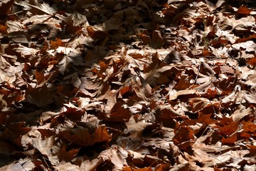 Maple leaves on the ground in autumn