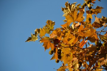 Leaves of sycamore in autumn