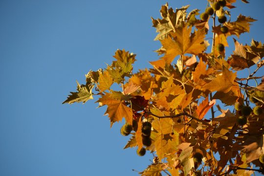 Leaves of sycamore in autumn