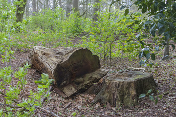 Pellens-Park im Frühling