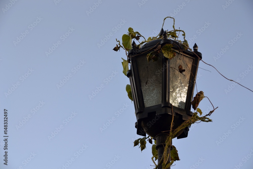 Wall mural street lantern woven with ivy