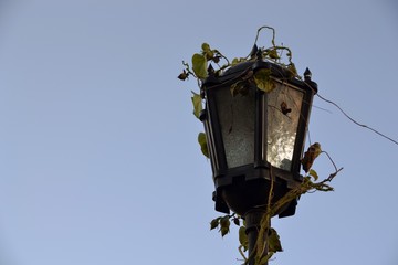 Fototapeta na wymiar Street lantern woven with ivy