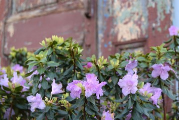 Fototapeta na wymiar Flowers on old door background