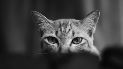 Closeup of cat in black and white style