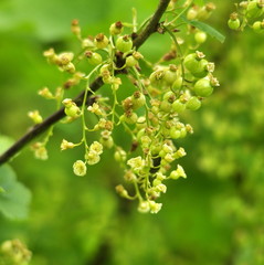 Groseillier blanc, fleurs et fruits 