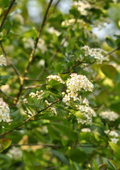 Aronia melanocarpa  en fleurs 