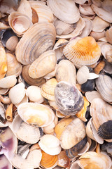 Colorfool seashells background