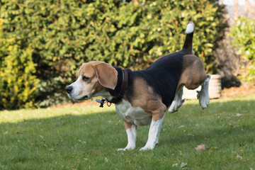 running beagle in a garden