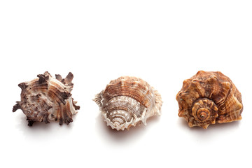 Group of seashells